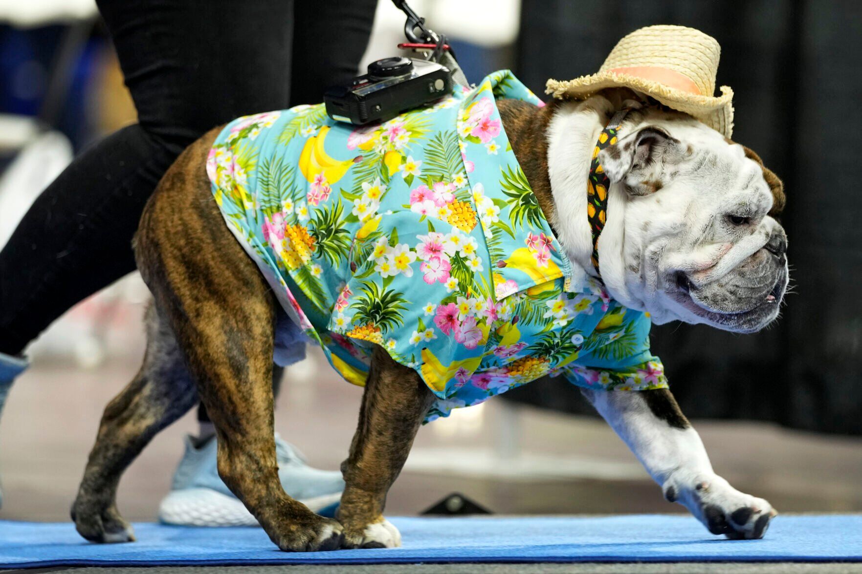Beautiful Bulldogs